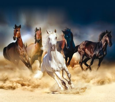 Fotozávěs Horses FCSXL-4824 textilní foto závěs FCSXL4824 / foto-závěsy s fototiskem (180 x 160 cm) AG Design